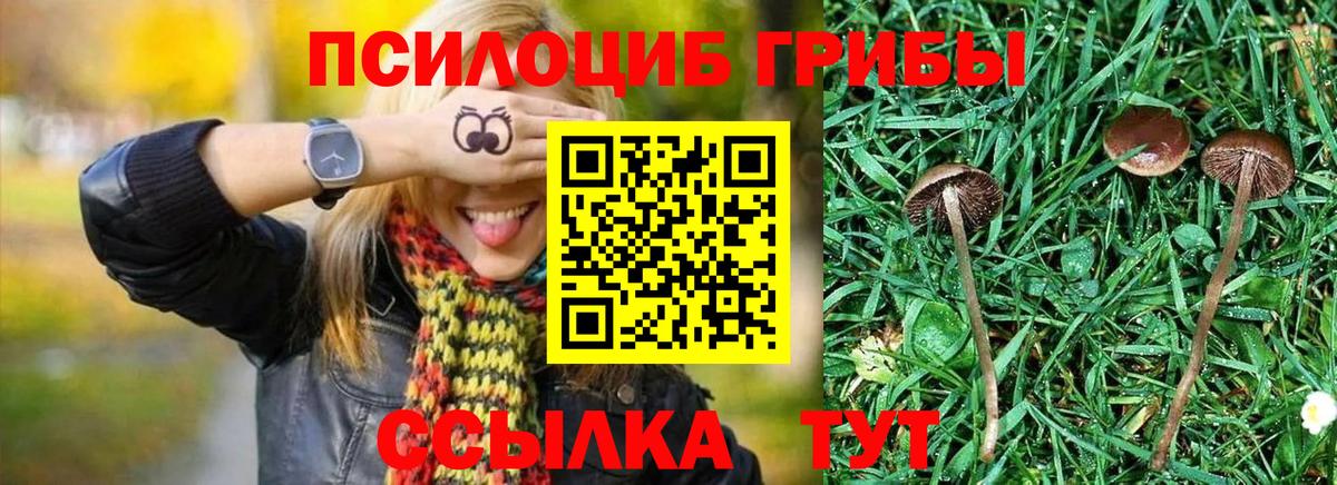 сколько стоит  Галлюциногенные грибы Cubensis  Вход с VPN  Дубна 